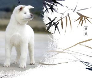 akita inu puppy