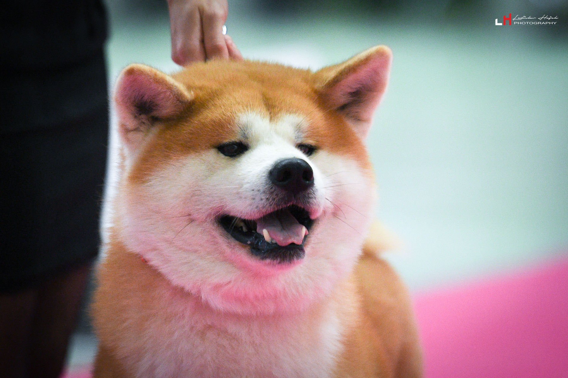 akita inu