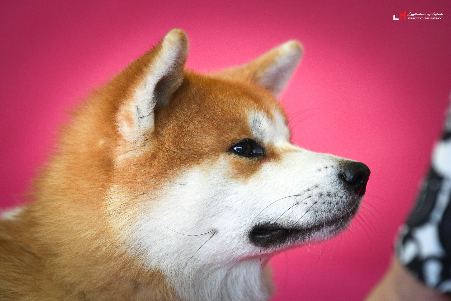 hachiko