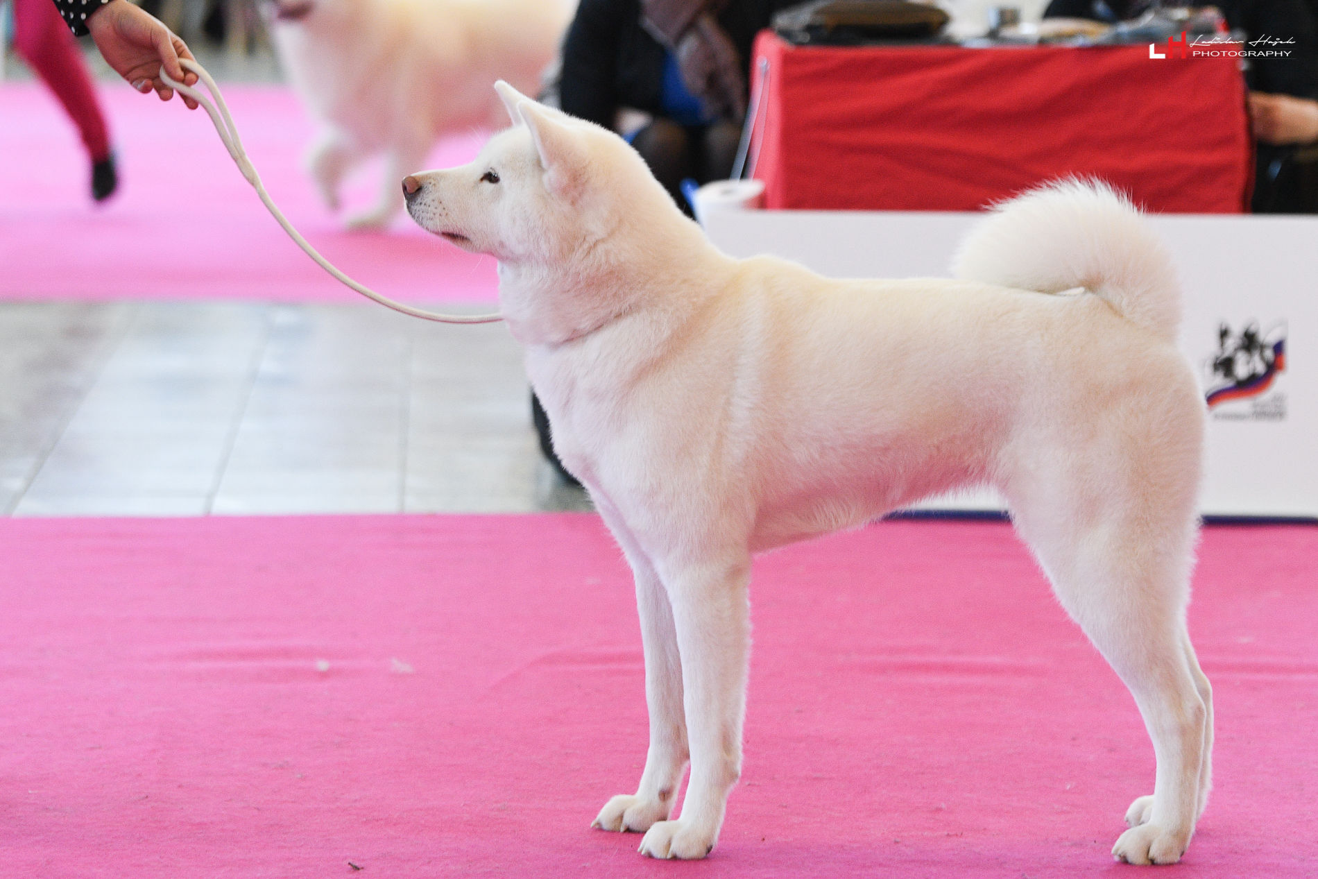 akita inu