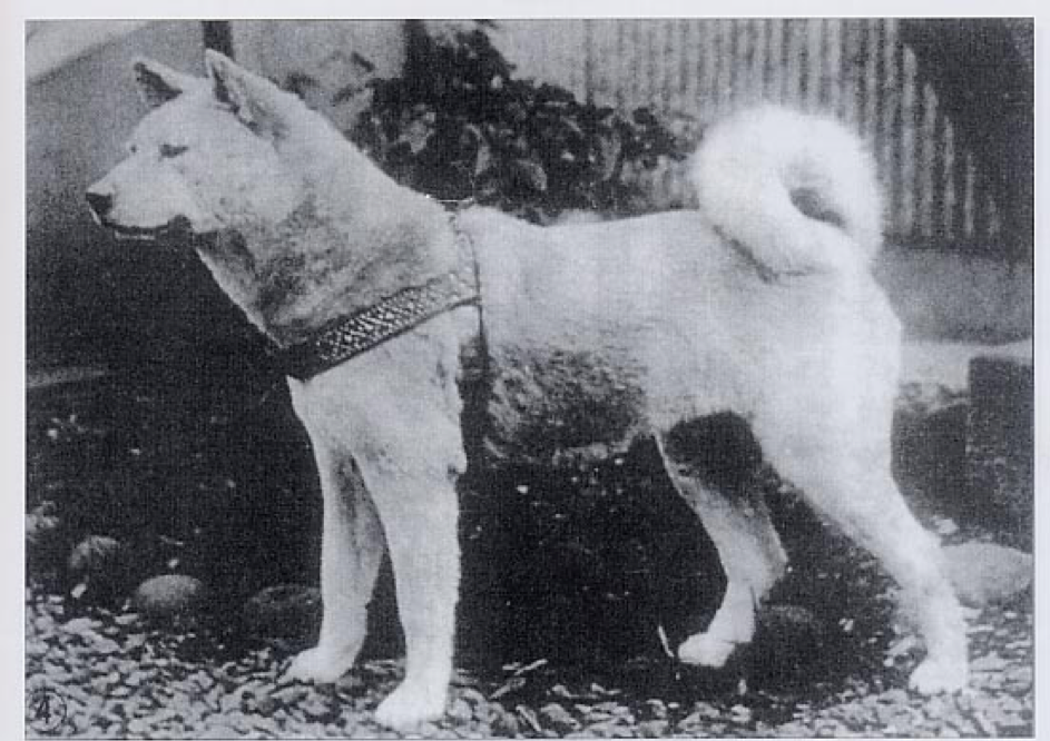 Хатико 1934. Хатико 1925. Хатико 1925 с хозяином. Хатико реальная история собаки.