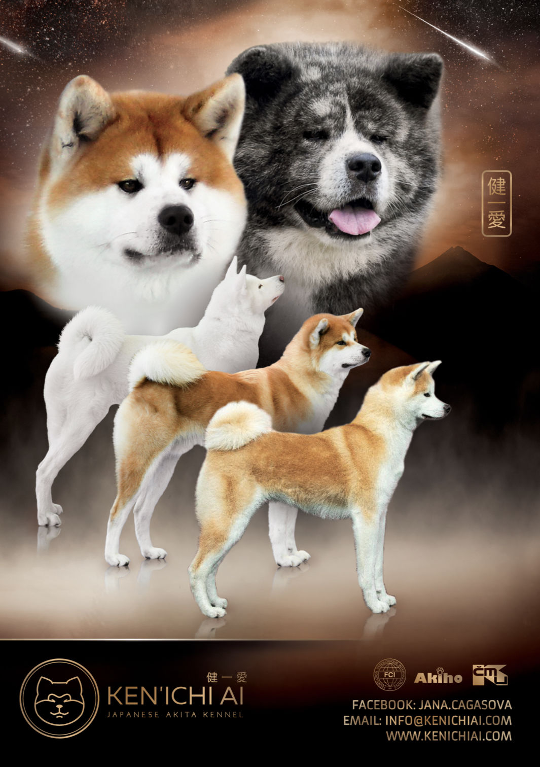 Litters Japanese Akita which were born in our kennel Ken'Ichi Ai