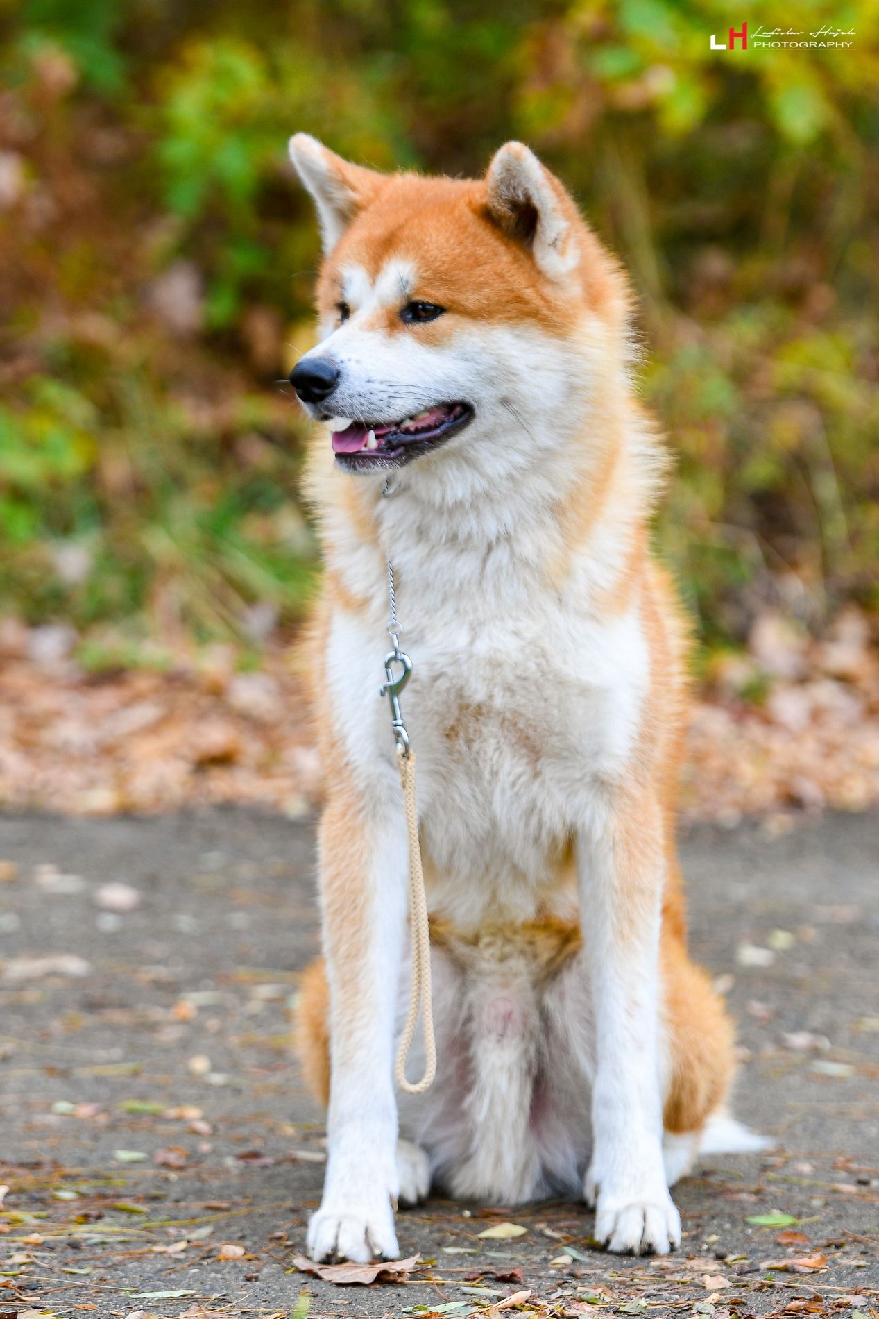 akita inu temperament composed