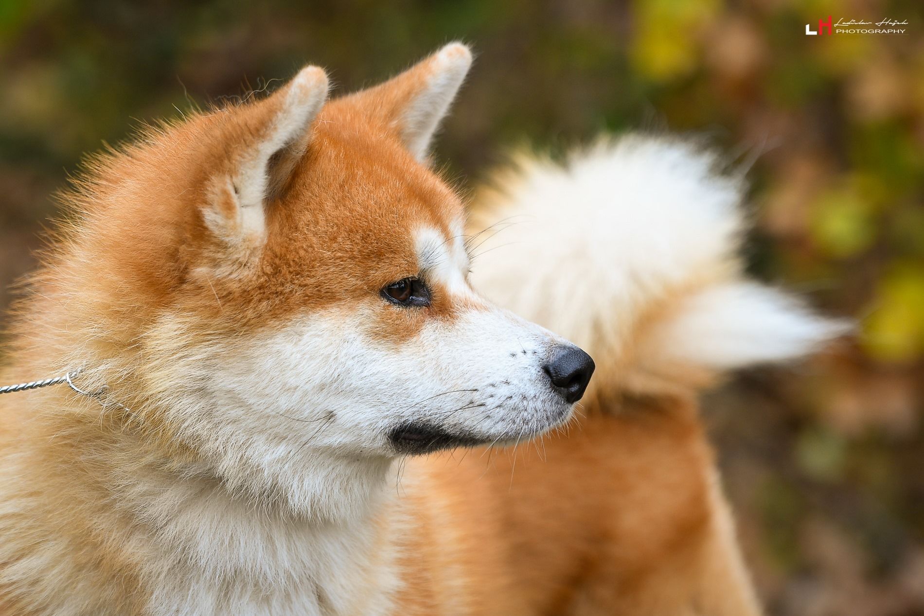 Full information about Japanese national treasure Akita Training ...