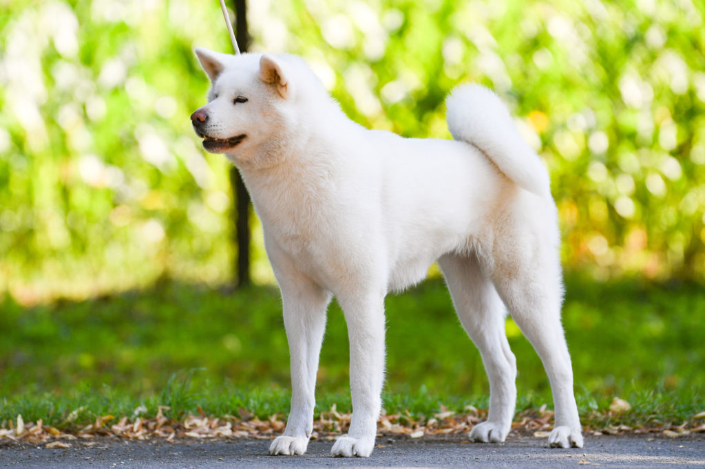 Wakeshima sakura No Sono - japanese akita inu - Excellent 1, CAC champion interchampion
