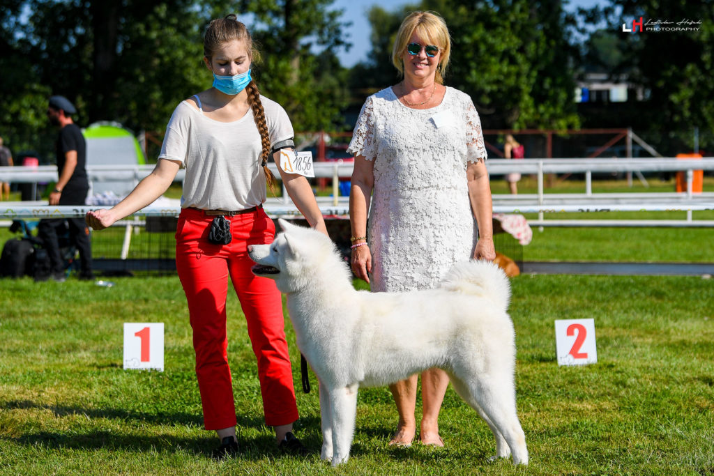 yamazakura go wataky kensha - judge Lenka Frnčová akita inu Excellent 1 CAJC BOJ best junior BOB best of breed