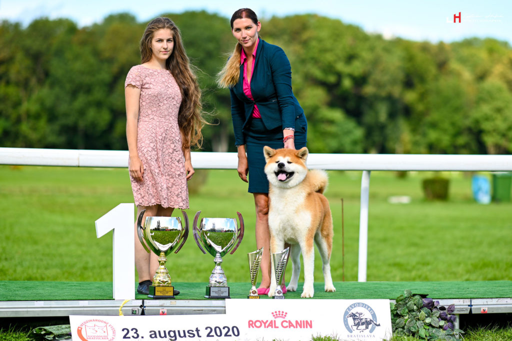 KENJIRO GO Di Casa Saporito - AKITA INU stud dog - CAC CACIB BEST OF BREED BEST IIN GROUP FCI V judge Mikolkova Zuzana judge Martin Sipkovsky