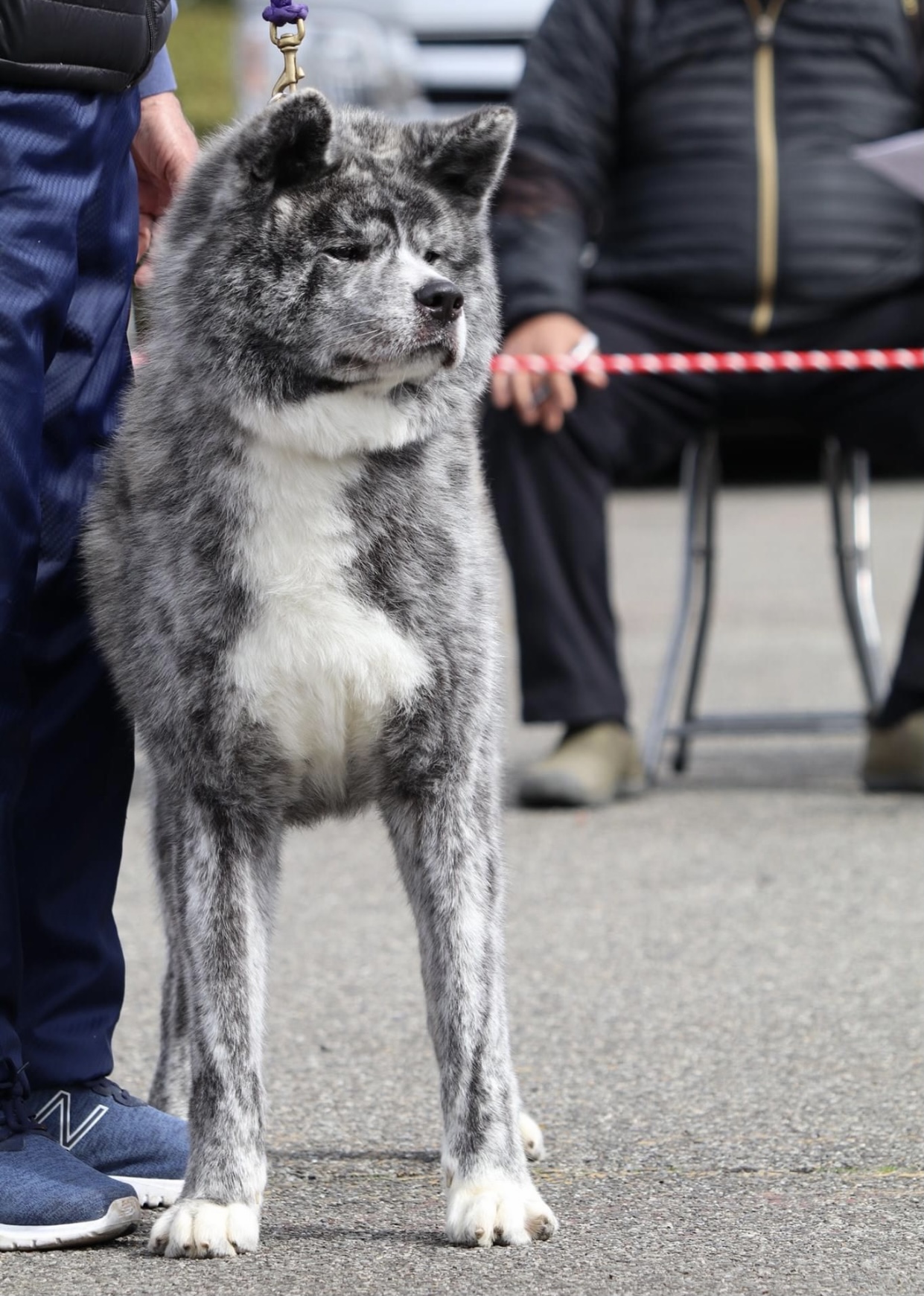 NEWS - Japanese Akita kennel & breeder - Ken'Ichi Ai