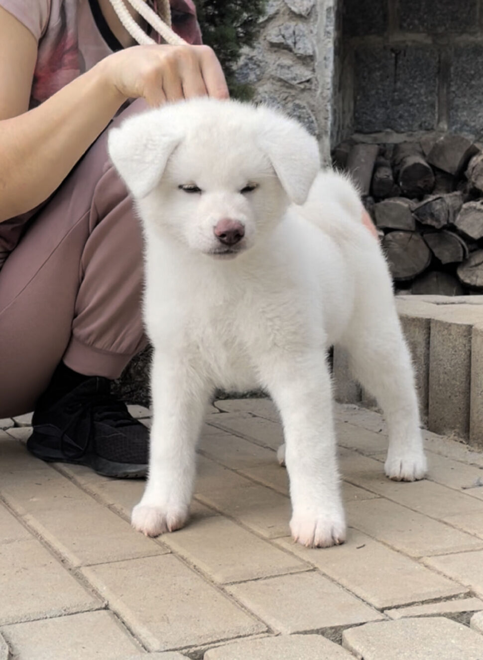 Puppies Japanese Akita for sale, reservation, available puppies