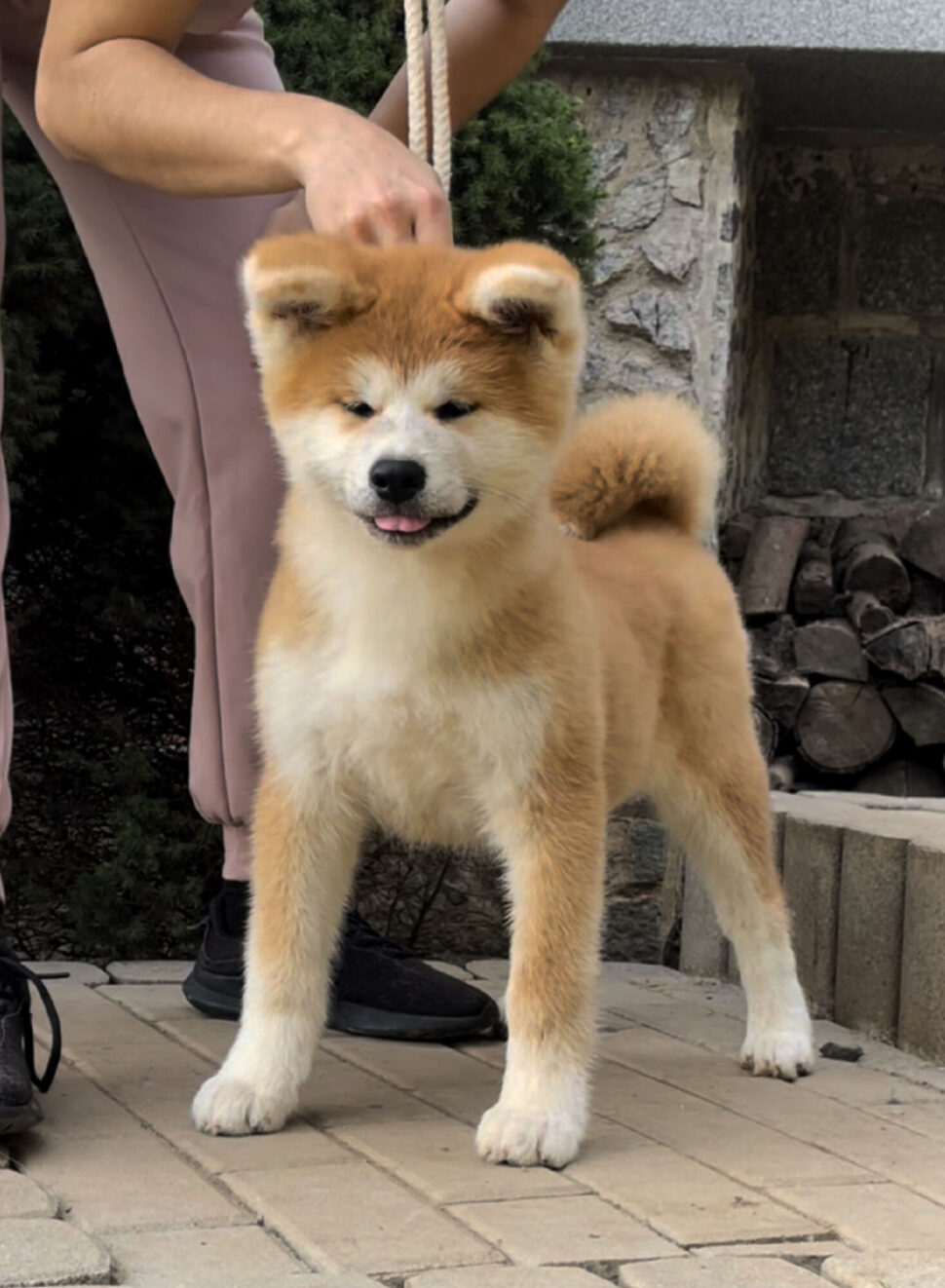 Puppies Japanese Akita for sale, reservation, available puppies