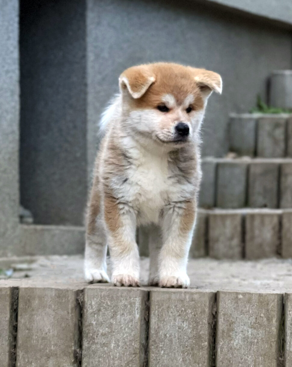 Puppies Japanese Akita for sale, reservation, available puppies