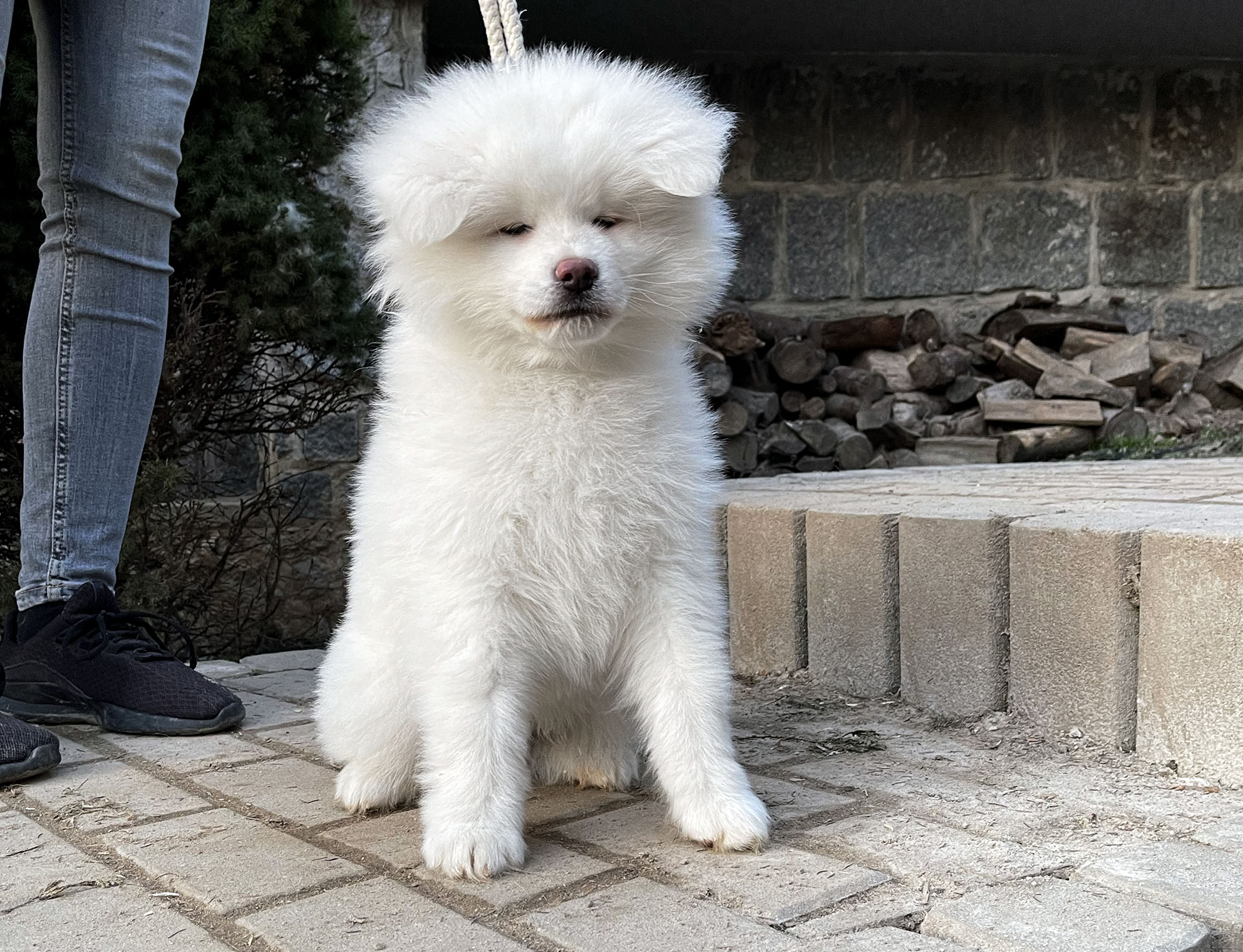 Puppies Japanese Akita for sale, reservation, available puppies