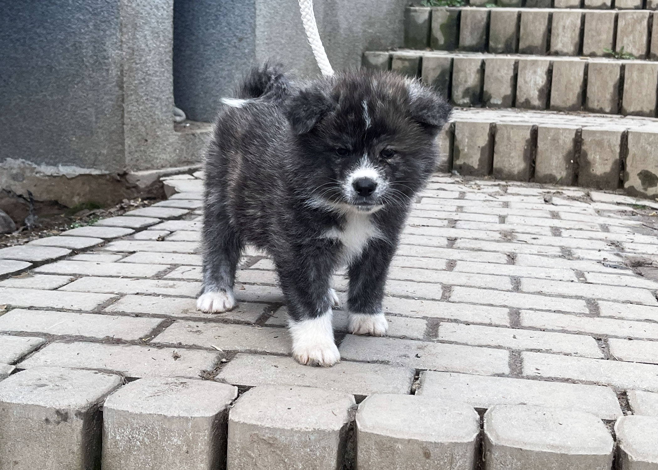 Puppies Japanese Akita for sale, reservation, available puppies