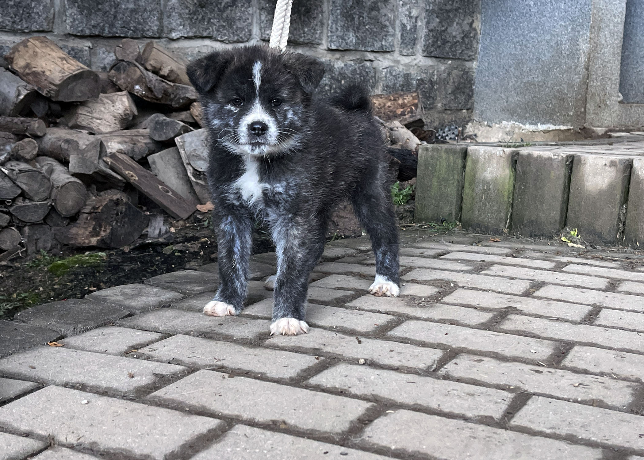 Puppies Japanese Akita for sale, reservation, available puppies