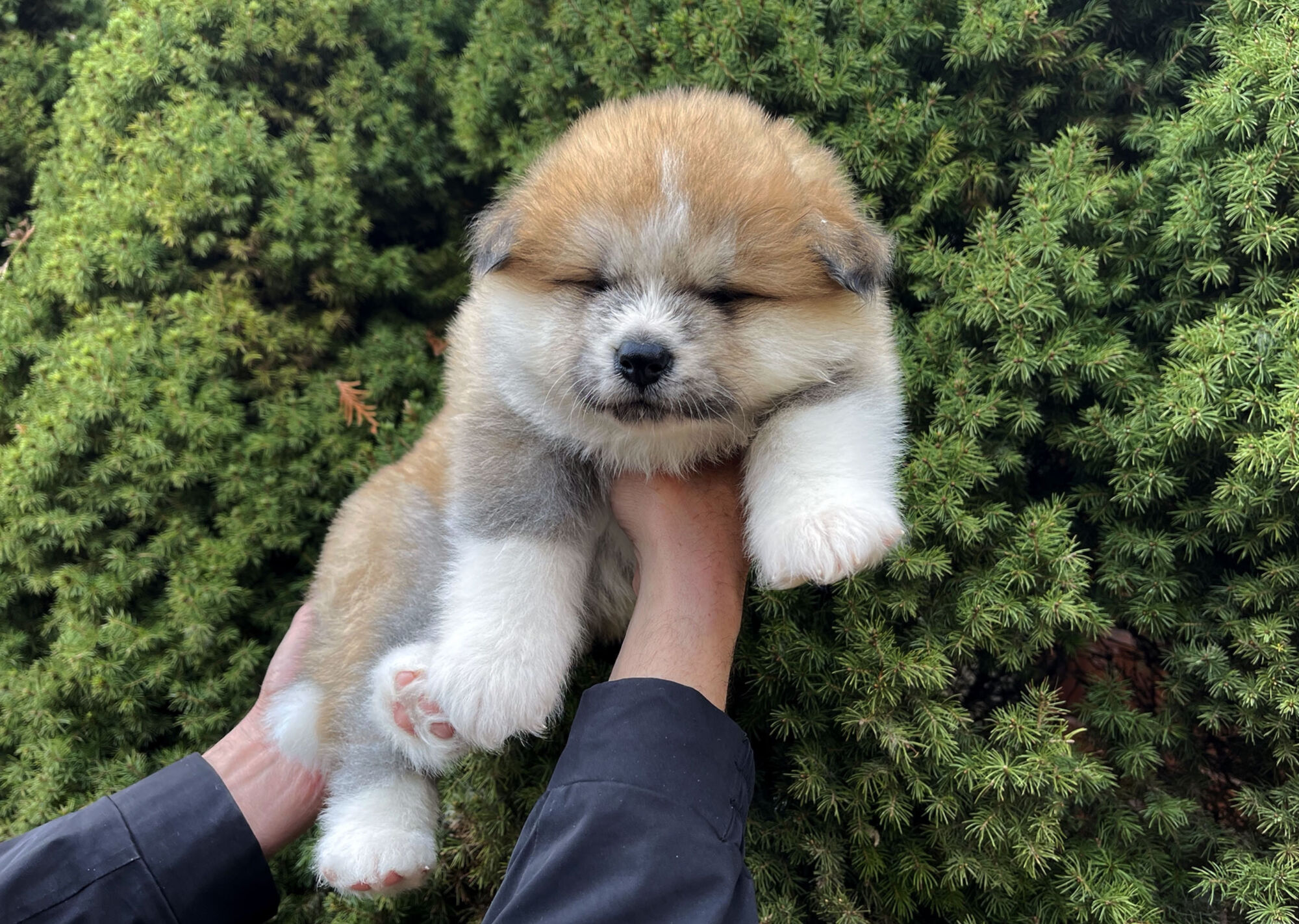 Puppies Japanese Akita for sale, reservation, available puppies