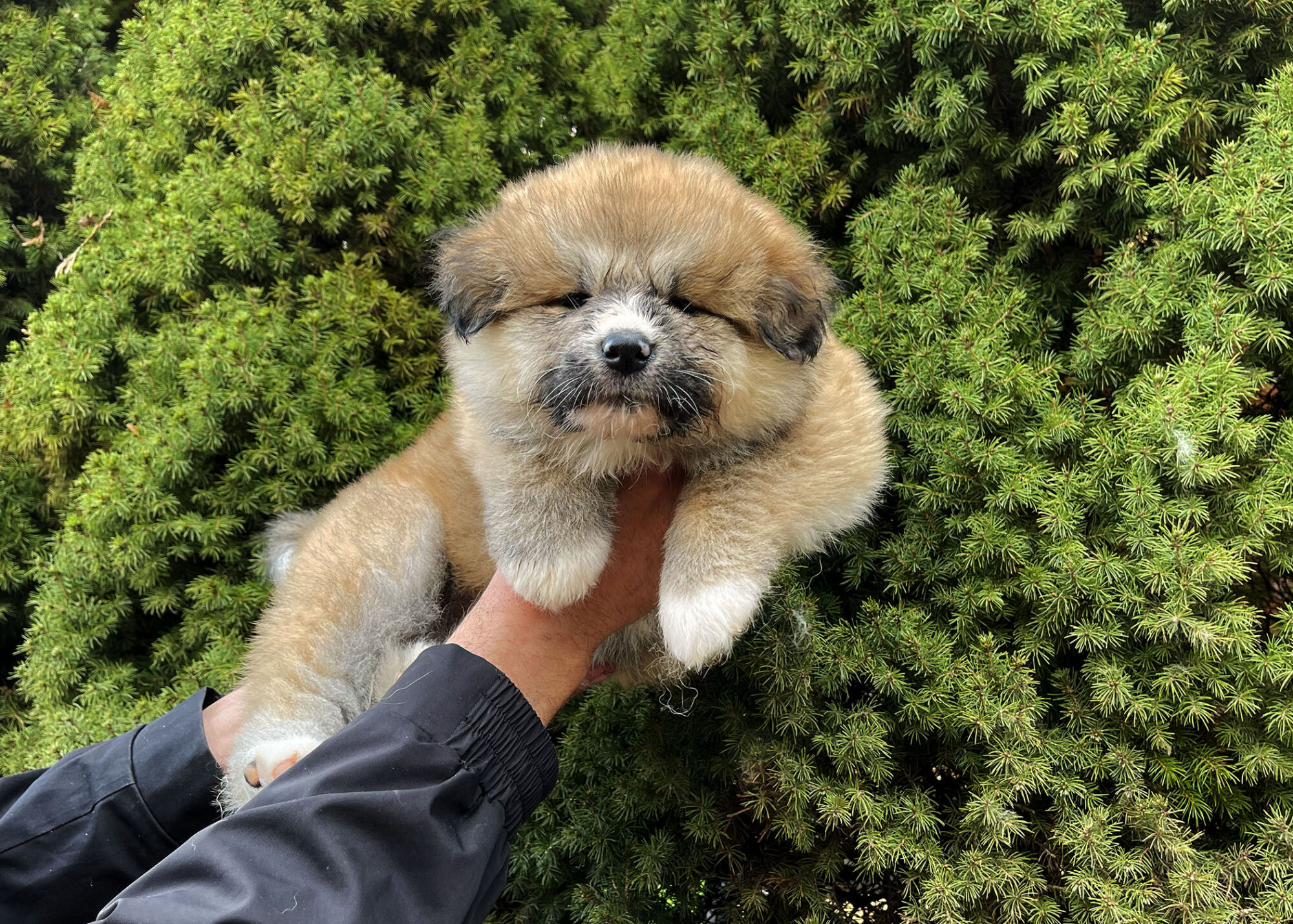 Puppies Japanese Akita for sale, reservation, available puppies