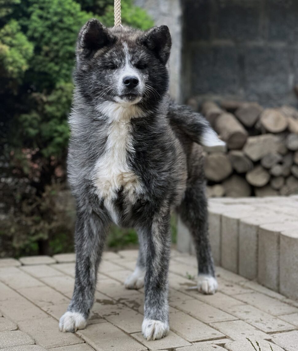 Puppies Japanese Akita for sale, reservation, available puppies