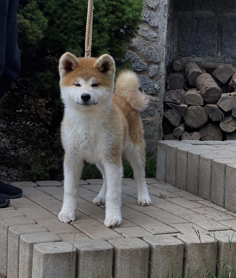 Puppies Japanese Akita for sale, reservation, available puppies ...