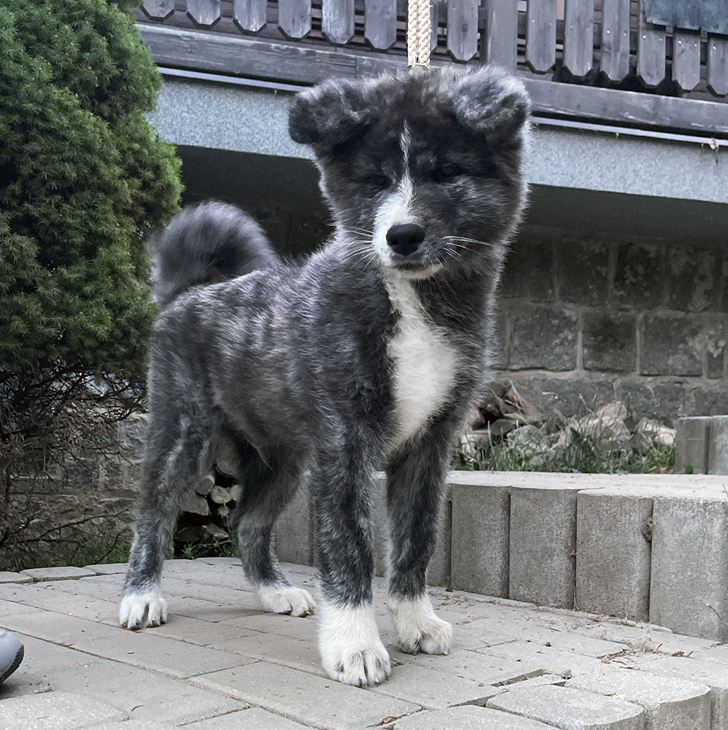 Puppies Japanese Akita for sale, reservation, available puppies