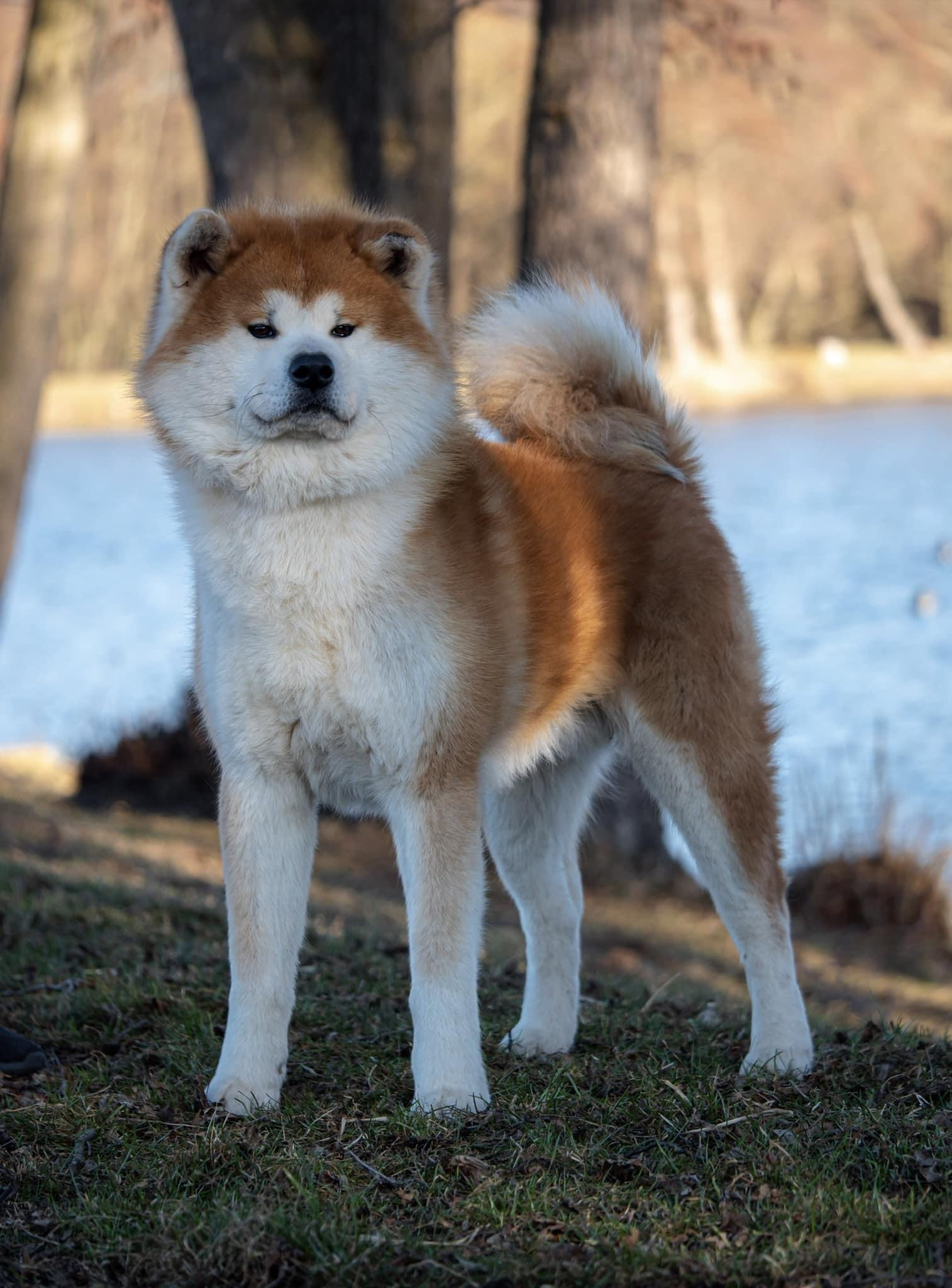 Puppies Japanese Akita for sale, reservation, available puppies